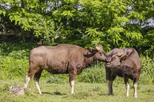Two female Gaur (Bos gaurus gaurus) stand on a green meadow and groom each other
