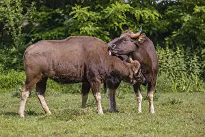 Two female Gaur (Bos gaurus gaurus) stand on a green meadow and groom each other