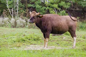 A female Gaur (Bos gaurus gaurus) stands on a green meadow
