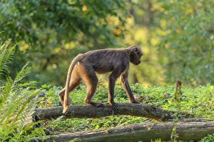 A female gelada (Theropithecus gelada)
