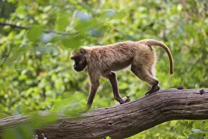 One female Gelada (Theropithecus gelada)