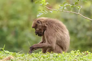 A female Gelada (Theropithecus gelada)