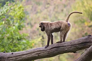 One female Gelada (Theropithecus gelada)