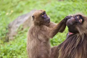 One female Gelada (Theropithecus gelada)