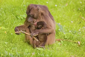 A female Gelada (Theropithecus gelada)