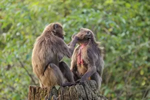Two female Gelada (Theropithecus gelada)