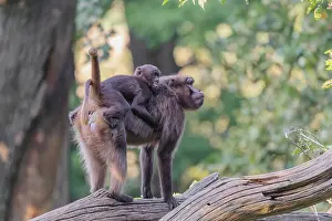 A female Gelada (Theropithecus gelada)