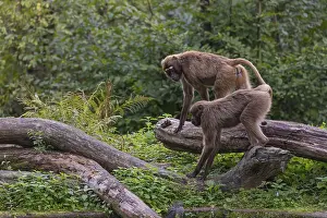 Two female Gelada (Theropithecus gelada)