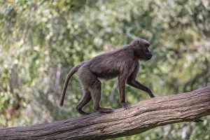One female Gelada (Theropithecus gelada)