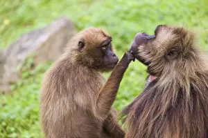 One female Gelada (Theropithecus gelada)