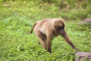 One female Gelada (Theropithecus gelada)