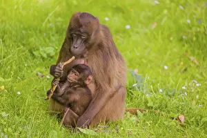 A female Gelada (Theropithecus gelada)