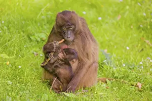 A female Gelada (Theropithecus gelada)