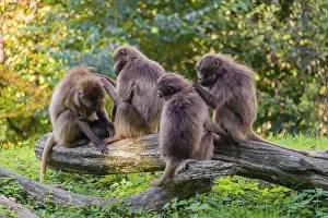 Four female Gelada (Theropithecus gelada)