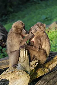Two female Gelada (Theropithecus gelada)