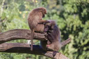 One female Gelada (Theropithecus gelada)