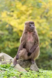 A female Gelada (Theropithecus gelada)