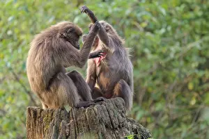Two female Gelada (Theropithecus gelada)