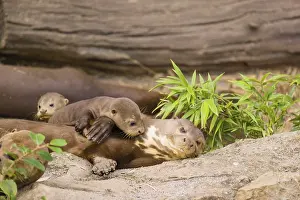 A female giant otter or giant river otter (Pteronura brasiliensis) nurses her young and plays with them