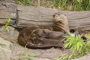 A female giant otter or giant river otter (Pteronura brasiliensis) nurses her young and plays with them