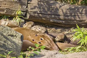 A female giant otter or giant river otter (Pteronura brasiliensis) nurses her young and plays with them
