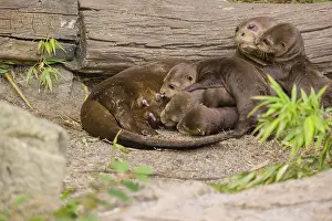 A female giant otter or giant river otter (Pteronura brasiliensis) nurses her young and plays with them