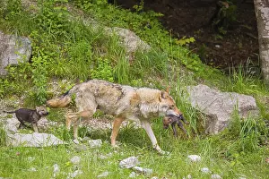 A female grey wolf (Canis lupus lupus) tries to get the pups to follow him to another