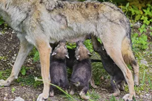 A female grey wolf (Canis lupus lupus)nurses her pups at forest edge