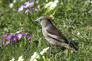 A female hawfinch (Coccothraustes coccothraustes) foraging in green grass