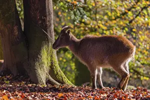 A female Himalayan tahr (Hemitragus jemlahicus) is backlit in a forest