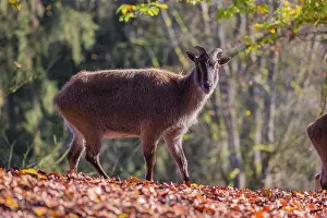 A female Himalayan tahr (Hemitragus jemlahicus) is backlit in a forest