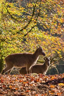 A female Himalayan tahr (Hemitragus jemlahicus) is backlit in a forest