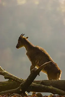 A female Himalayan tahr (Hemitragus jemlahicus) stands backlit on a fallen tree at a forest edge