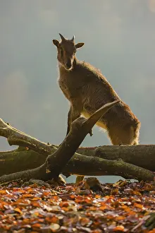 A female Himalayan tahr (Hemitragus jemlahicus) stands backlit on a fallen tree at a forest edge