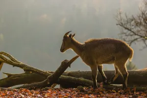 A female Himalayan tahr (Hemitragus jemlahicus) stands backlit on a fallen tree at a forest edge