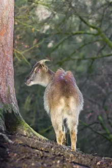A female Himalayan Tahr (Hemitragus jemlahicus) stands on a forest edge