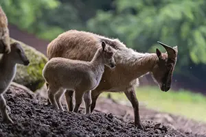 A female Himalayan tahr (Hemitragus jemlahicus) stands on a forest edge with one young