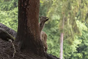 A female Himalayan tahr (Hemitragus jemlahicus) stands hidden behind a tree at a forest edge