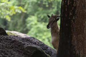 A female Himalayan tahr (Hemitragus jemlahicus) stands hidden behind a tree at a forest edge
