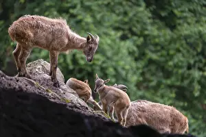 Two female Himalayan tahr (Hemitragus jemlahicus) stands on a rock with a group of young