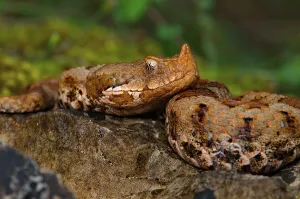 Female horned viper