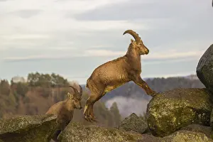 Two female ibex (Capra ibex) stand on a rock