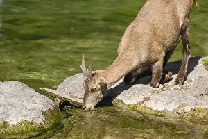 A female ibex (Capra ibex) stands on the rocky shore of a small pond and drinks the cool