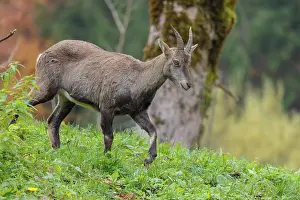 A female ibex (Capra ibex) walks down a hill on a green meadow on a cloudy day