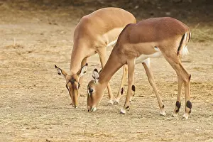 Two Female Impala (Aepyceros melampus) in the dessert