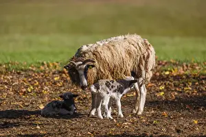 A female Jacob sheep (Ovis ammon F)