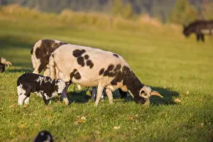 A female Jacob sheep (Ovis ammon F)