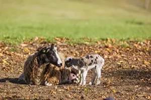 A female Jacob sheep (Ovis ammon F)