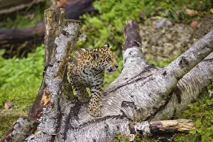 A female jaguar cub (Panthera onca)