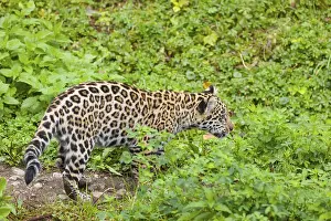 A female jaguar cub (Panthera onca)